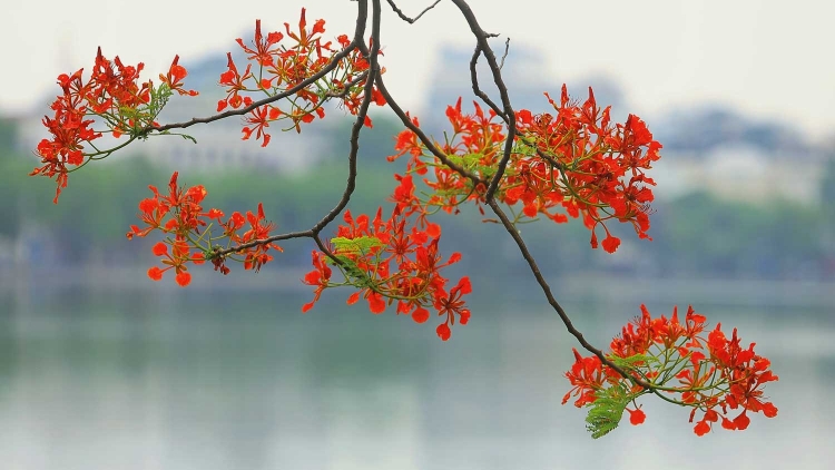 Mong ước kỉ niệm xưa