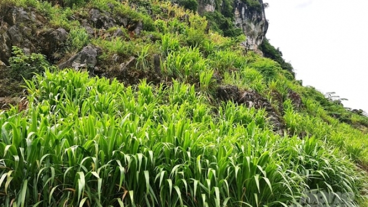 Tsôngv pêx xênhv jêx jok têx luk thav hnuz xiêz 03-11-2025