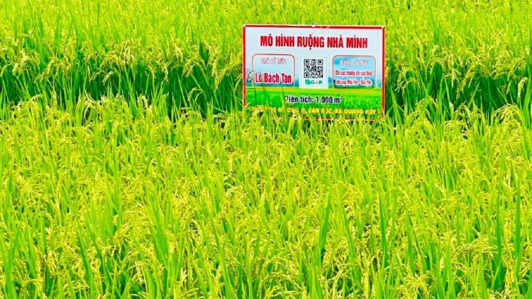 Tsaz yênhx nta suôz luk Hmôngz hmo xiêz 03-11-2025