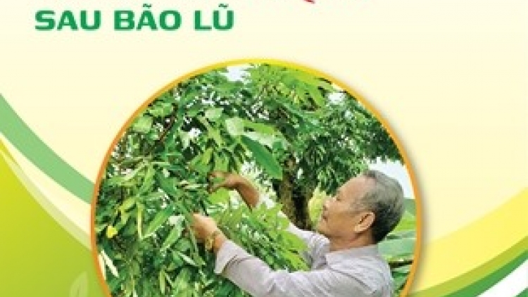 Hướng dẫn phục hồi vườn cây ăn quả sau bão lũ