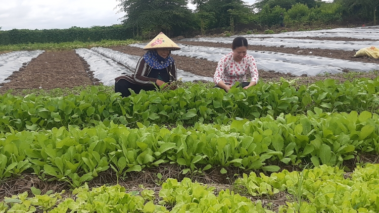 យុវវ័យ អូឡឹម ខេត្តអានយ៉ាង ព្រួតដៃកសាងជនបទថ្មី