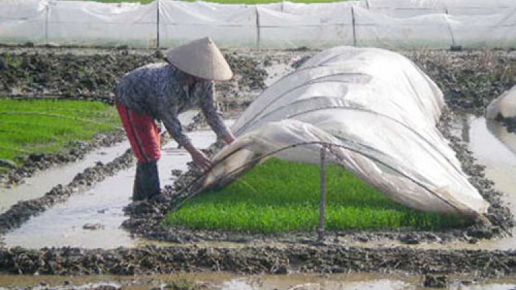 Coz tìu chaoz bùng tangz chuôngz pun cành tzuống