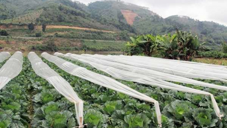 Phai paz nhây phiến 