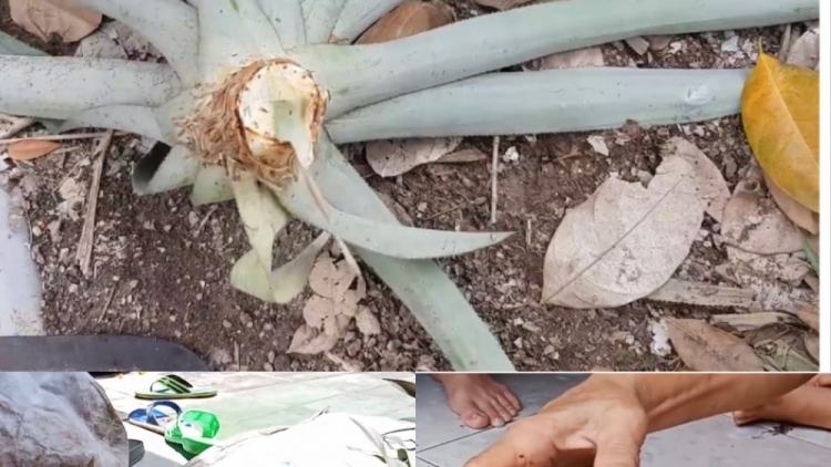 គមម្នាស់ ជាម្ហូបអាហារស្រុកស្រែដ៏ពិសេស។