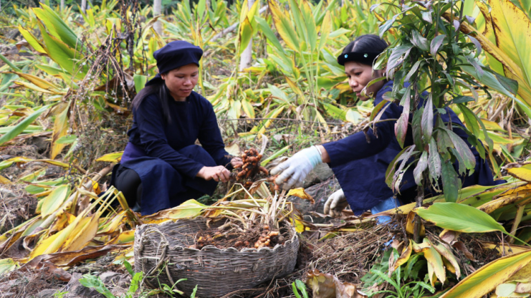 CÁP CĂN HẾT KIN ĐÂY PANG HẨƯ PỈ NOỌNG DÂN TỘC NỌI CẦN MÌ THEM NGẦN CHÈN