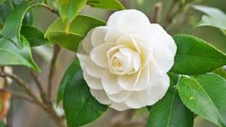 Danak dak sap Cam 11_11_2025