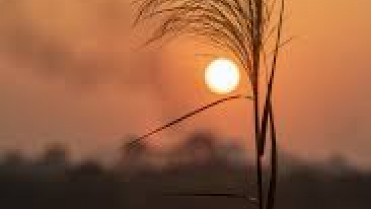 Danak dak sap Cam 24_11_2025