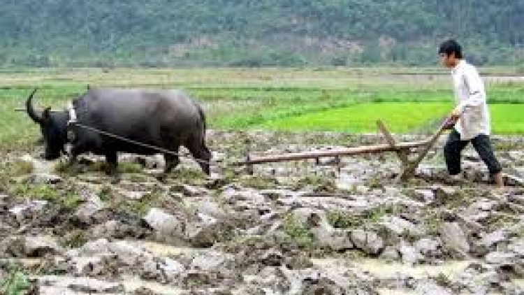 Danak dak sap Cam 27_11_2025