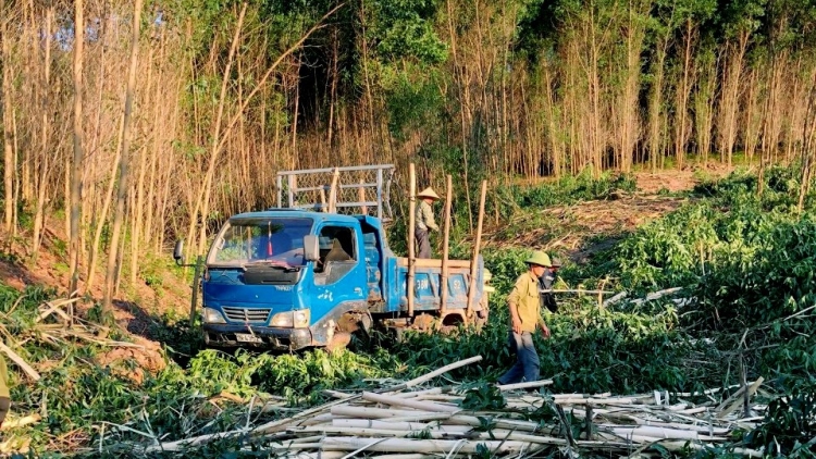 Lầy tzình phát sinh ìu miền vả thứ 5 hnoi 20.11.2025