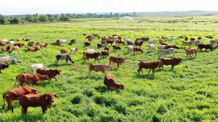 Làn cành tzuống miền bez ừu miền úi viàng sùi ngùng tzấu pút tzòi