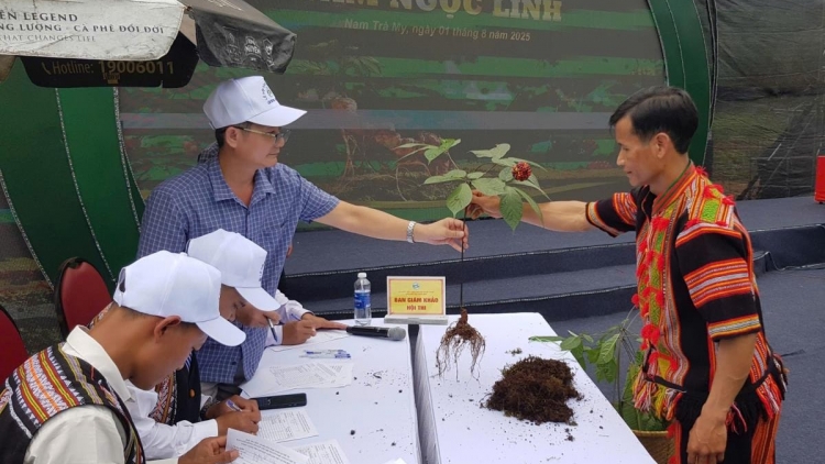 THÀNH PHỐ ĐÀ NẴNG: BHLÊH LƠI RAU K’ĐHAP, ĐƠƠNG SÂM NGỌC LINH TƯỚC ZẬP OOY