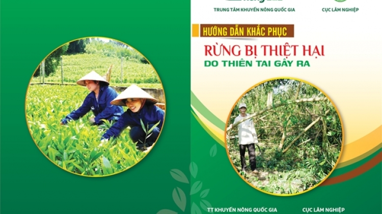 HƯỚNG DẪN KHẮC PHỤC RỪNG BỊ THIỆT HẠI DO THIÊN TAI GÂY RA