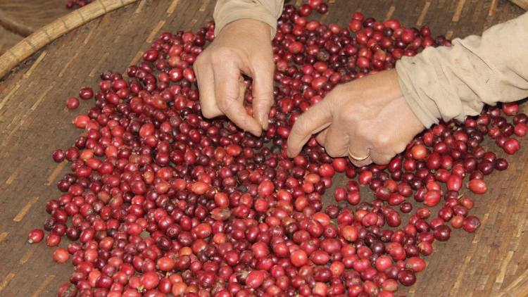 Tăm cà phê huch nau hôl khih