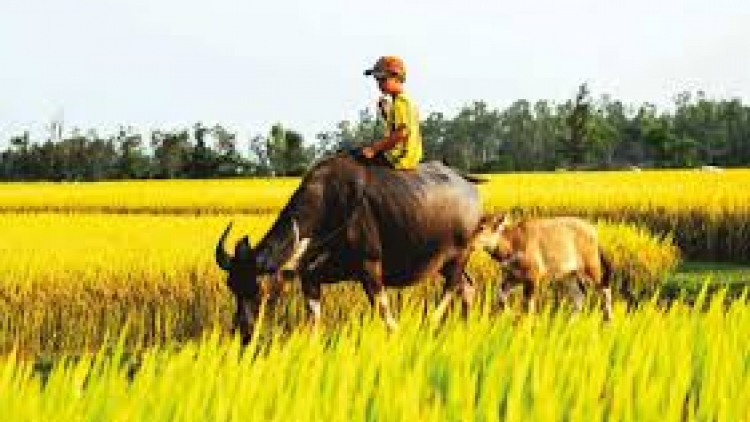 Danak dak sap Cam 20_11_2025