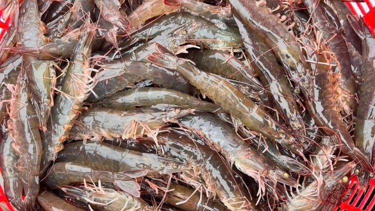 ពត៌មាន​ម៉ោង៦