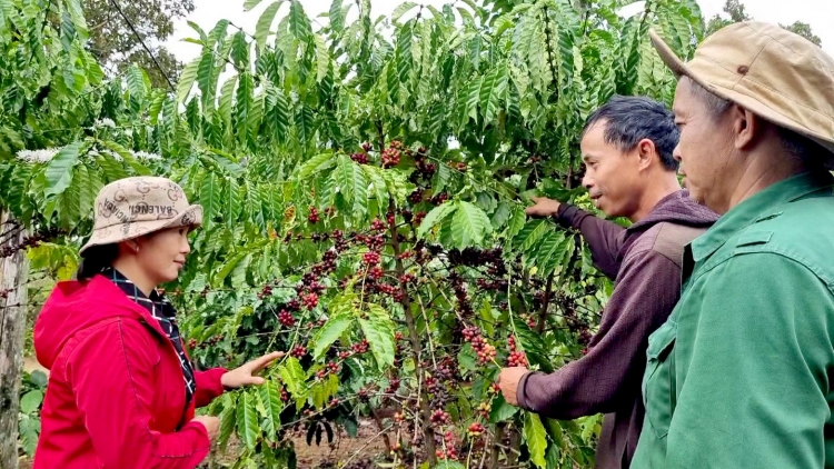 Hơnăp jang Pơtrŭt choh jang sa lơ̆m pơjing tơring tơmam kơjăp tơ̆ Tây Nguyên