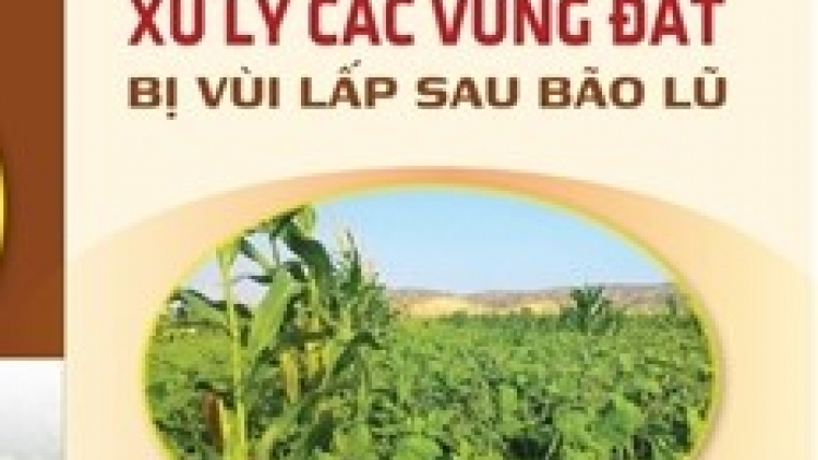 Hướng dẫn xử lý các vùng đất bị vùi lấp sau bão, lũ