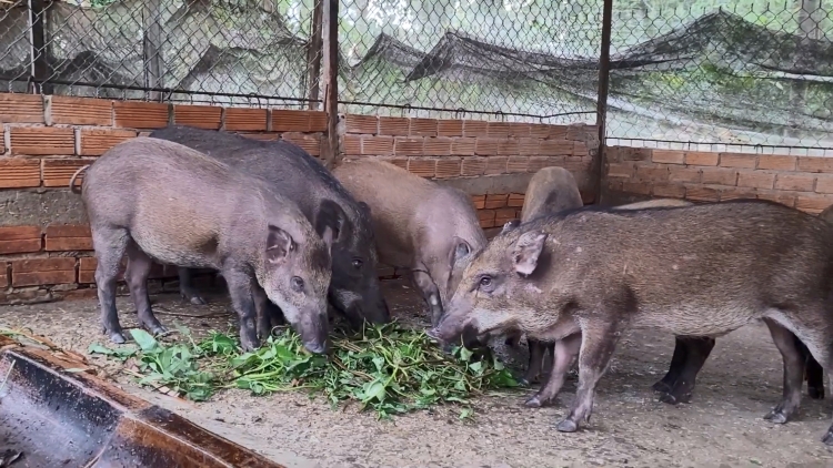 ការផ្តល់ជីវភាពតាមរយៈការបង្កាត់ពូជជ្រូក៖វិធីសាស្រ្តដ៏មានប្រសិទ្ធភាព មួយនៅក្នុងឃុំវិញភឿក ខេត្តកាម៉ៅ។