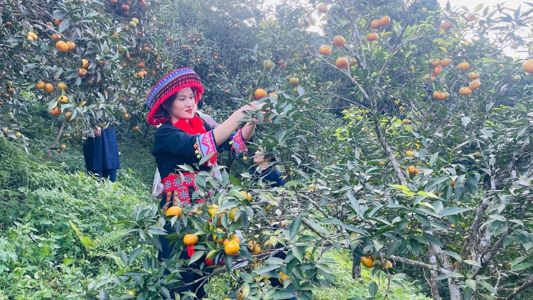 CHƯƠNG TRÌNH KHAY HENG TÀY - NÙNG  (Thứ Sáu, vằn xo 5/12/2025)