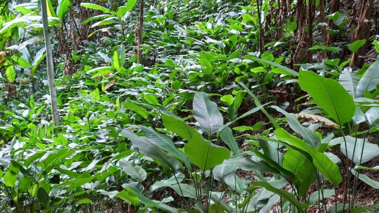 CHAY CO TOONG CHINH XÁU CO BẮP VAN