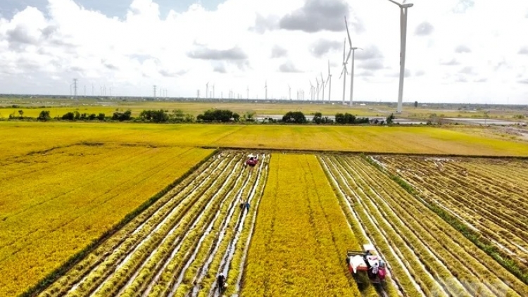 DANAK DAK 1 TRIEU HECTA RIK TAME PEIH NGAK TUI DOM SANYA KA BRUK PATRUH THAK NERAK SANG CAMIN