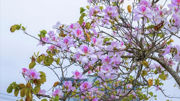 Tiếng Khèn Mùa Ban Nở