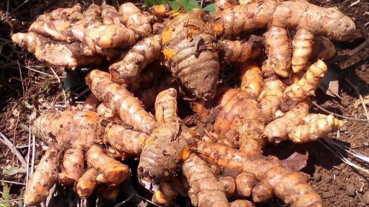 CHAY VẠ NGÒI CHƯỚNG FẺ KHẢN MỊN N8 