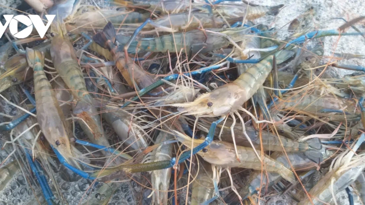 CHREIH SAMBAI BILAN MEK HADANG GIRAONG HIJAO DI HAMU 