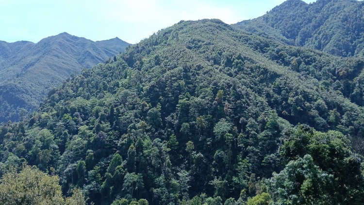 Lầy tzình phát sinh ìu miền vả thứ 2 hoi 29.12.2025