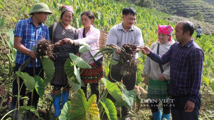 CHOH A PUL YÊM, ĐHANUÔR ZR’LỤ DA DING CA COONG LÀO CAI PA DƯR DAL BH’NƠƠN BH’RỢ