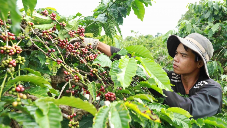 Kơmăi têng kơphế Dak Lak thâ pêi cheăng a rơnó krí