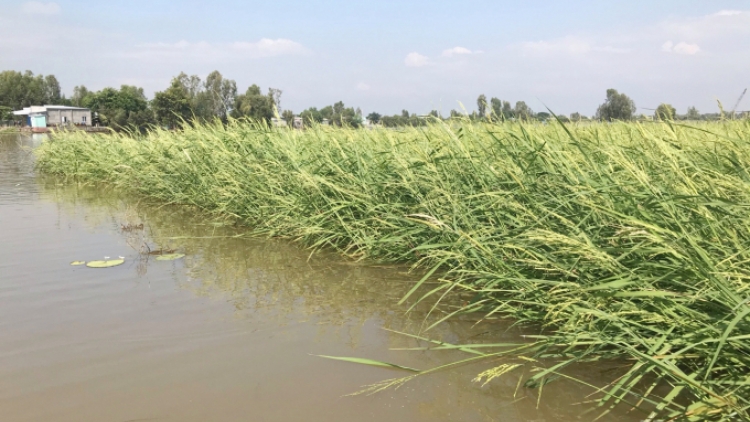 ធ្វើមានពីទម្រង់ស្រូវបង្គា