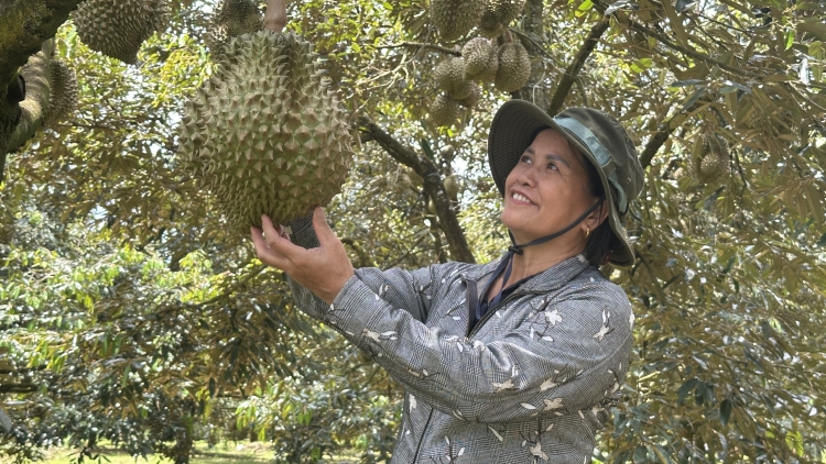 Klei êyuh brei răng kơ bruă kiă kriê klei čhĭ mnia boh durian