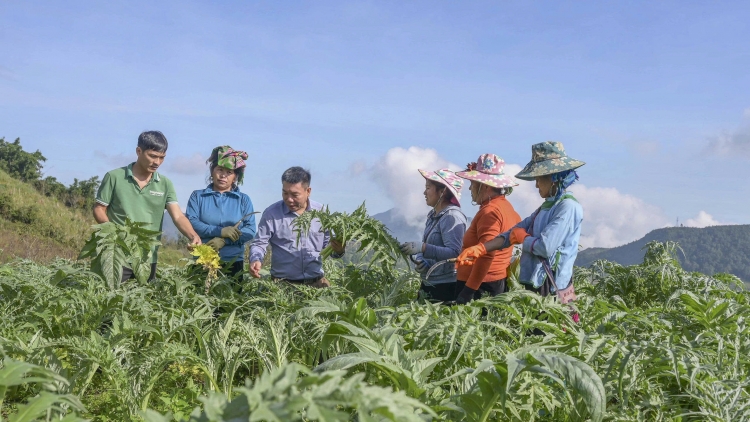 Tsaz yênhx nta suôz luk Hmôngz hmo 16-12-2025