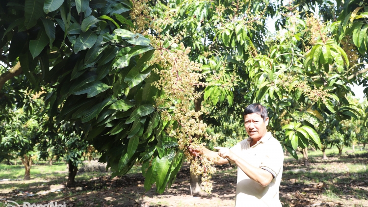 XUÂN THÀNH KHIK KAJAP ASAL KADHA TANUT PALEI PALA BAHRAU 