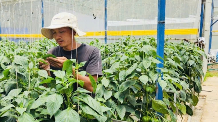 HTX PHI LIÊNG: LABIK HADAH BRUK NGAK NONG KONG NGHE GLAONG DI ĐAM RONG 