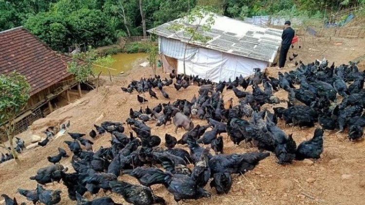 Ngon tô thứ 5 mự 11 căm bườn 12 pì 2025- Trai phủ Tay dệt hăng té vịa liệng cáy quang