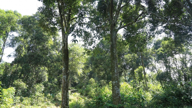 Tsaz yênhx nta suôz luk Hmôngz hnuz hmo xiêz 9.12.2025