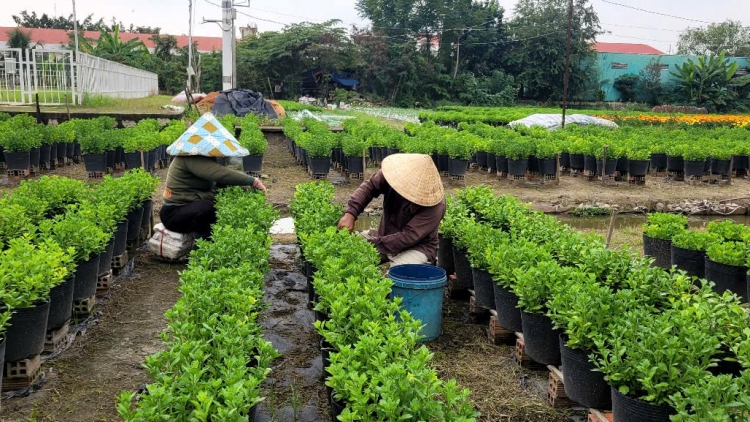 ប្រជាកសិករភូមិផ្កាម៉ីផុងជាប់រវល់ជាមួយការថែទាំផ្កាសម្រាប់លក់ក្នុងឪកាសបុណ្យចូលឆ្នាំវៀតណាម។