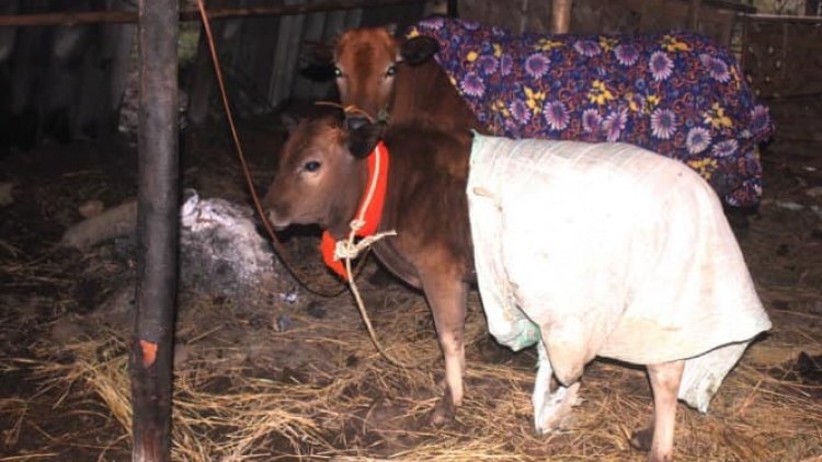 Xiêuz mảng quàn tào xanh che áp thóng lùng chuôngz