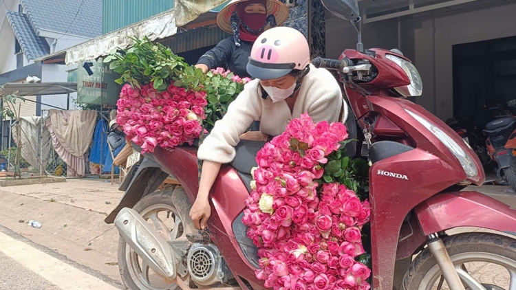 Mđĭ boh tŭ yuôm lehanăn hnư hrui wĭt mơ̆ng ana mnga rose