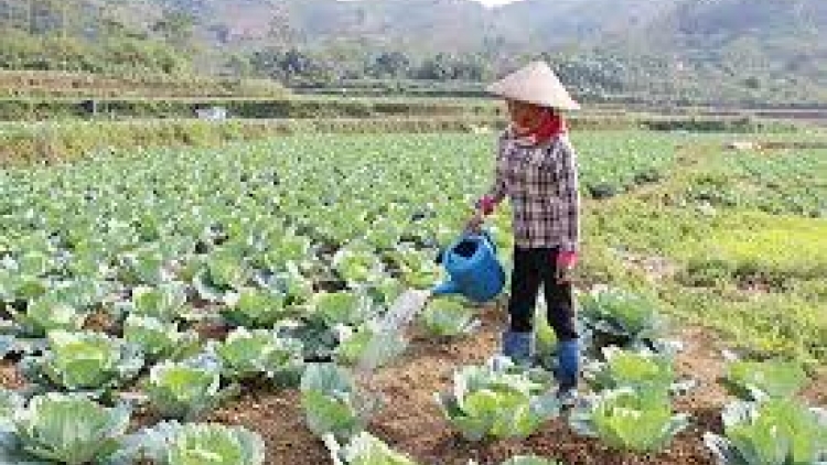 Danak dak sap Cam 01_12_2025