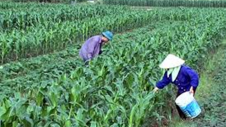 Danak dak sap Cam 08_12_2025