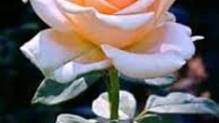 Danak dak sap Cam 31_12_2025