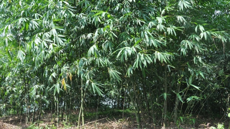 Ngon tô thứ 5 mự 04 căm bườn 12 pì 2025: Ngon tô: “ Khù po hay me na cận hụ”số 17