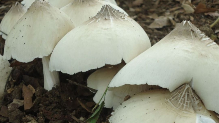 Bu riă mơnong mơnŭ hăng bơmao ja Ea Knir Farm jơman biă mă