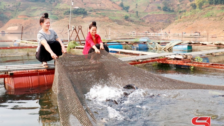 Coz tìu chaoz tzấu nhản lống vuônz ziêm ziàng sùi điện Sơn La