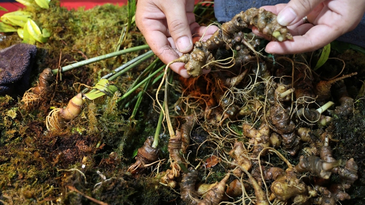 Quảng Ngãi mơnhên troăng prôk la ngiâ chiâng kơpong ki xiâm pêt loăng pơkeăng