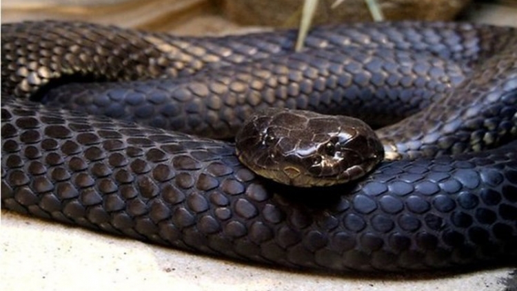  អភិវឌ្ឍសេដ្ឋកិច្ចគ្រួសារតាមរយៈគំរូនៃការចិញ្ចឹមពស់វែក។