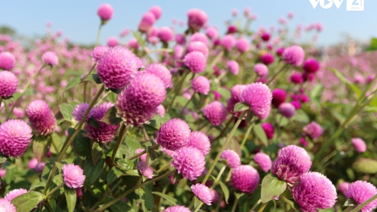 CHƯƠNG TRÌNH KHAY HENG TÀY-NÙNG (Thứ Ba, vằn 16/12/2025)